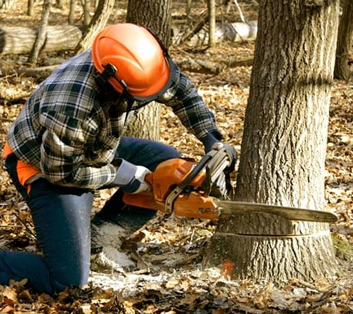 Tree Removal in Afton, OK